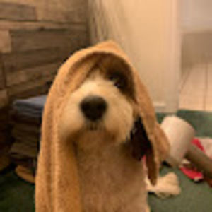 Meet your Posher, Laurie